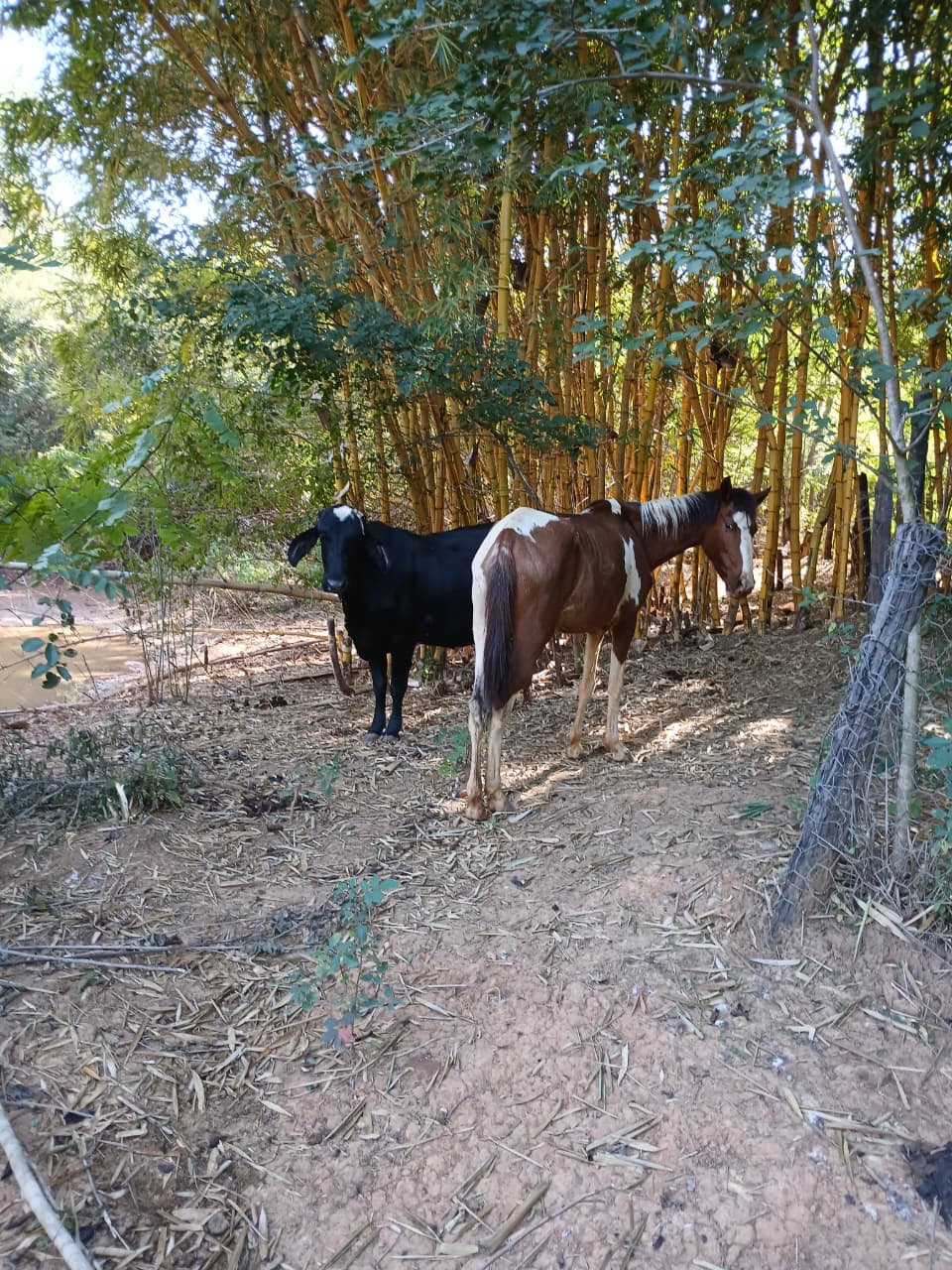 CHÁCARA A VENDA EM CAMPOS ELISIOS MONTES CLAROS MG
